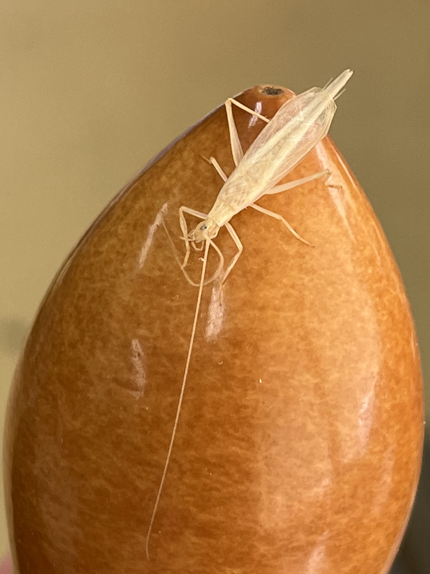 00322.jpg